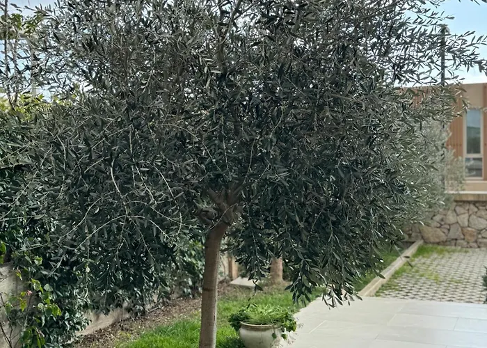 Villa The Olive Retreat Villa, Coast Palasë